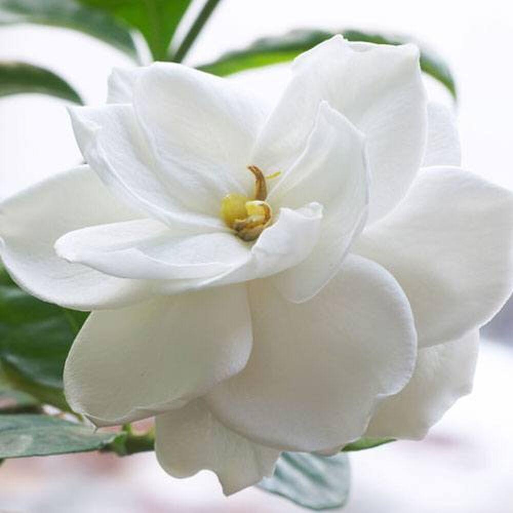 Gardenia Scented Beads